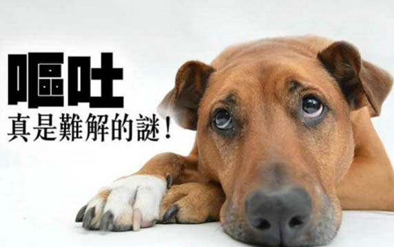 狗狗為什么會長角膜炎呢