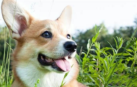 柯基和柴犬的區別有哪些