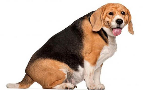 為什么狗狗春天厭食