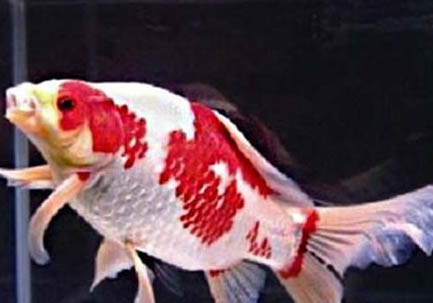 草金魚3厘米長一年能長多大