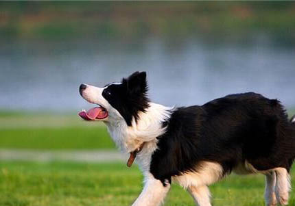 邊境牧羊犬從配種到生需要多久?