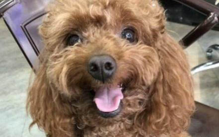 狗狗為什么會突然發抖