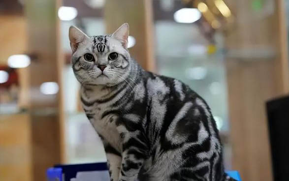 狗老鼠藥中毒癥狀