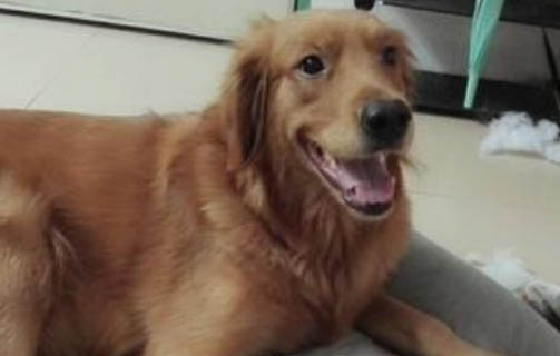 狗狗剃毛后變瘋怎么辦