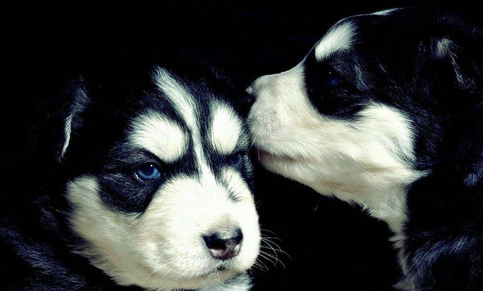 狗狗感冒會不會傳染給別的犬