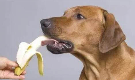 狗子護食咋辦