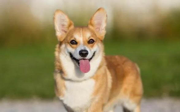 狗狗的貧血癥狀