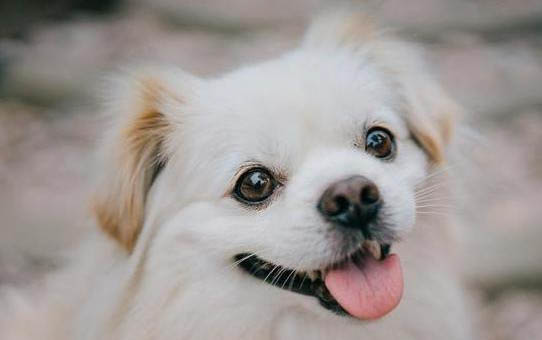 狗眼睛發紅是什么原因導致的