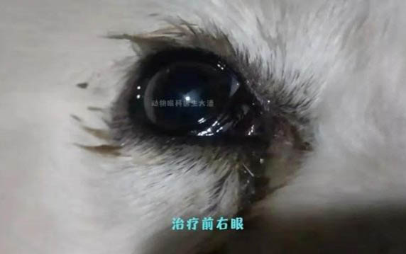狗狗能吃動物肝臟嗎