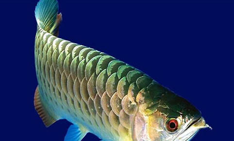 適合與銀龍魚或斗魚混養(yǎng)的魚類