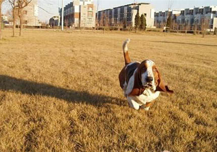 巴吉度犬是哪個國家的