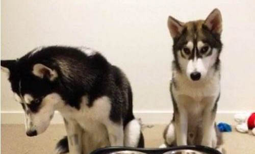 狗狗身上長癬了怎么辦