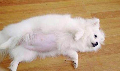 博美犬怎么修毛好看