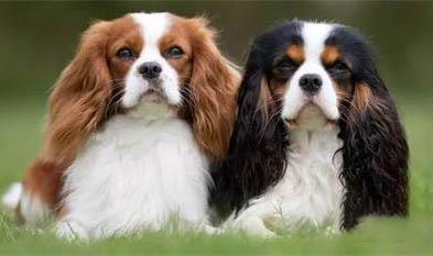 西班牙小獵犬找兔