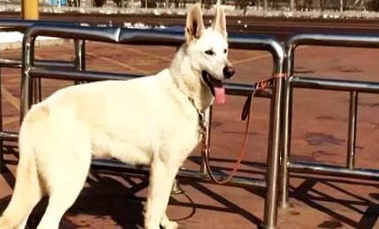 蘇格蘭牧羊犬細(xì)小打針后嗜睡