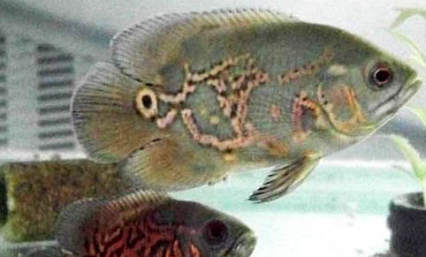 地圖魚和鸚鵡魚混養(yǎng)的注意事項