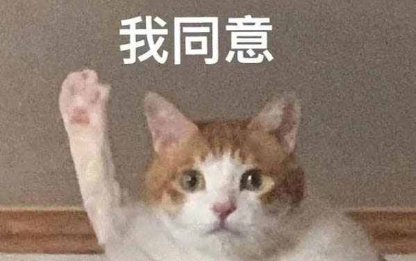 貓咪懷孕時間是幾個月