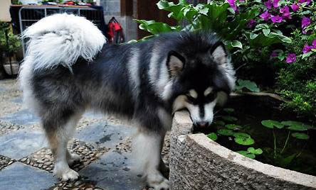 阿拉斯加犬和邊牧串串