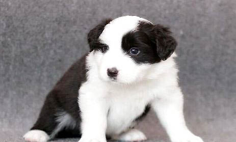 幼犬多久取消籠養?