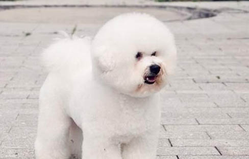 比熊犬有淚痕怎么辦?要怎么處理?
