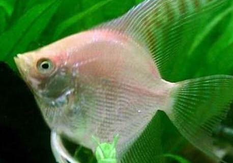 七彩神仙魚怎么分公母?
