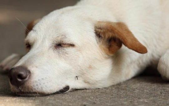 狗狗肝衰竭能活多久