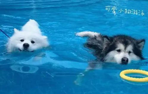 狗狗生病了不吃飯怎么辦還吐怎么辦