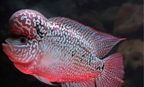 純黑色的熱帶魚品種