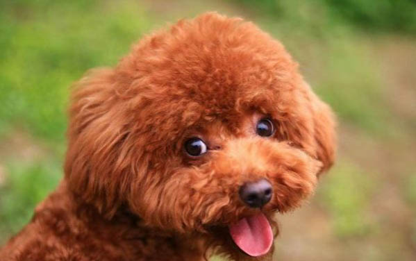 怎么讓泰迪狗定點排便