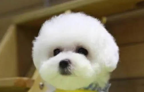 狗狗破羊水后多久能生