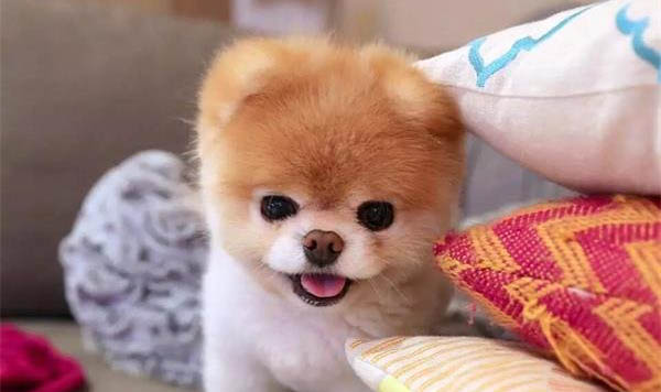 狗狗嘔吐后肚子一直響的原因?