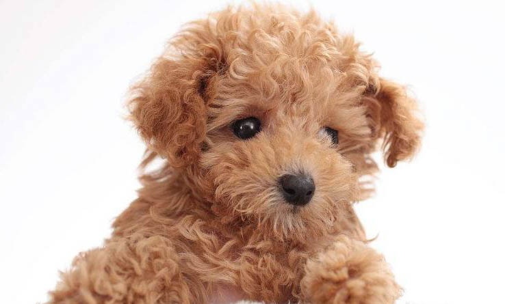 貴賓犬多大可以洗澡