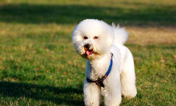 柴犬每個階段狗糧要喂多少