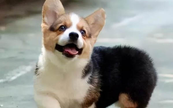 家里的狗狗得過犬瘟多久可以養其他的狗狗？