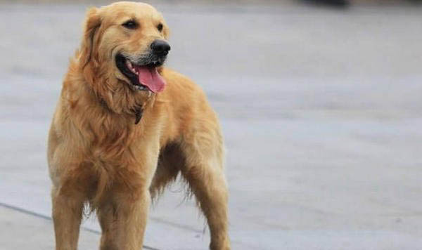 怎樣挑選金毛犬