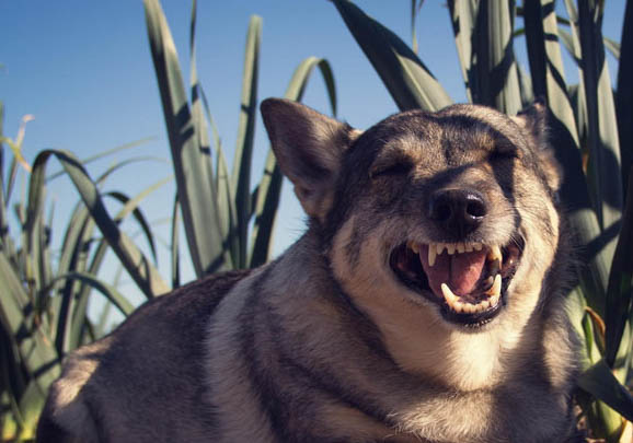 哪里有賣成年母柯基犬的
