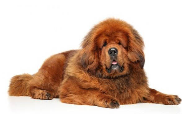 松獅犬和藏獒的區(qū)別