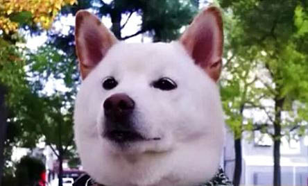 柴犬吠叫的八大原因