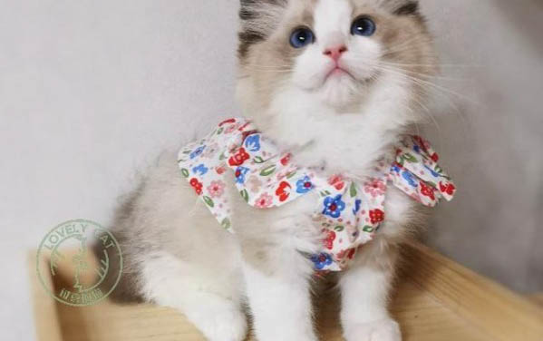 小貓眼睛夜晚不發光是不是有問題