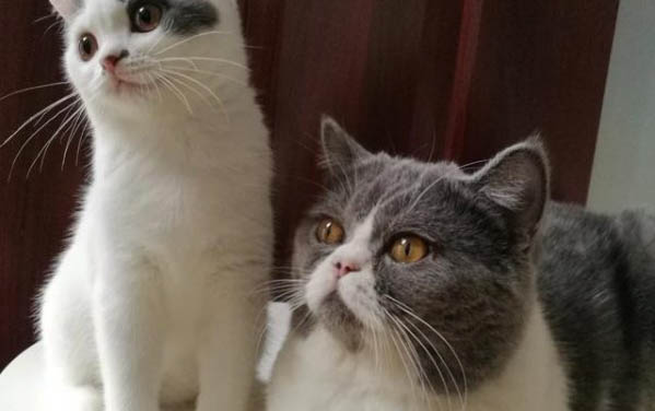 飼養(yǎng)出生不久小貓的注意事項