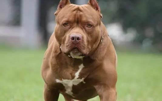 比特犬和藏獒哪個厲害?