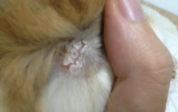 人得貓癬不治療自己會(huì)痊愈嗎