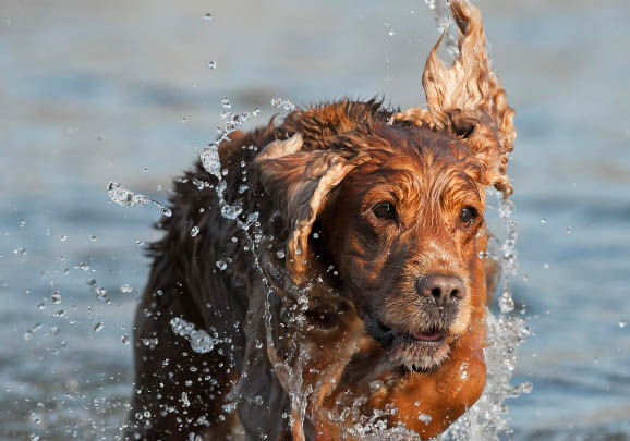 英國可卡犬拉血便的原因及處理方法