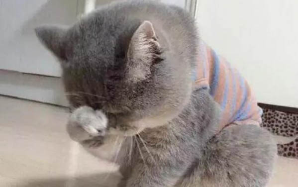 為什么貓咪尾巴豎起來搖晃呢
