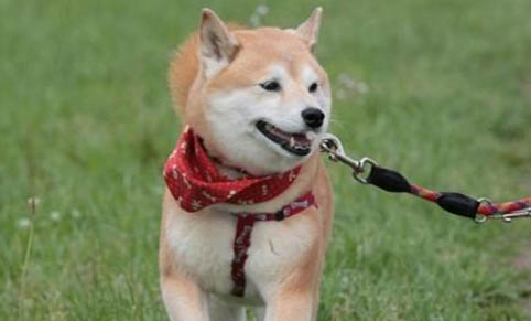 犬瘟拉稀便血怎么辦