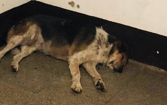 貓得狂犬病有什么癥狀