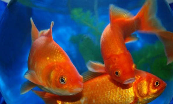 魚苗多少時(shí)間能長成大魚