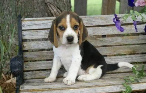 比格犬怕冷嗎