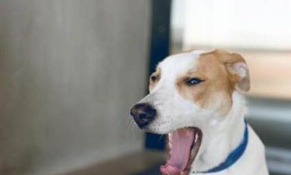 犬瘟抗體要多久會有抗體