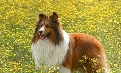 喜樂(lè)蒂牧羊犬手術(shù)傷口多久恢復(fù)